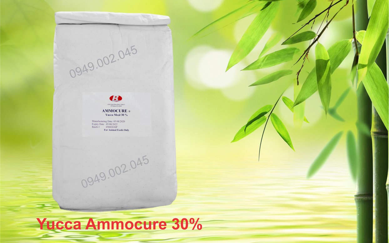 Yucca Ammocure 30 - Yucca nguyên liệu hấp thu khí độc ao nuôi